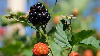 Blackberries or Dewberries?