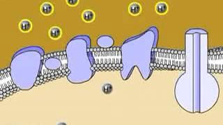 Electron Transport Chain Animation