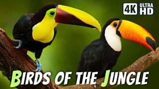 Most Beautiful Birds in the Jungle  Breathtaking Nature & Relaxing Sounds  Calm & Stress Relief