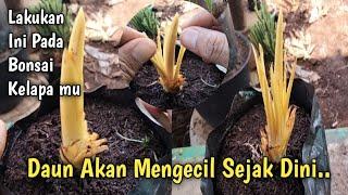 PROGRAM SAYAT MAWAR BONSAI KELAPA UNTUK HASILKAN DAUN MINI