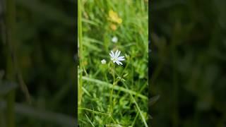 Stitchwort Wild Edible & Medicinal Flowers  #stitchwort #shorts #naturesmedicine