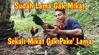 Cara Mikat Ayam Hutan ketika tidak ada yang berkokok