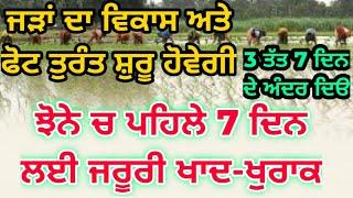 ਝੋਨੇ ਲਈ ਪਹਿਲੇ 7 ਦਿਨ ਜਰੂਰੀ ਖੁਰਾਕੀ ਤੱਤ  Fertilizer application in paddy within 7 days of transplantin