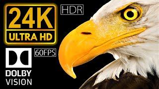 24K HDR 60fps Dolby Vision  Real Black
