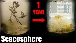 A Year Ago I Put Saltwater in a Jar This Happened    Natural saltwater ecosphere 1 year update