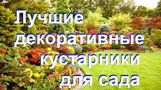 Лучшие декоративные кустарники для сада