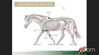 Saddle Fit Issues & Pain Behaviour in Modern Horse Sport with Jochen Schleese