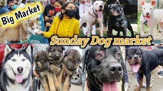 Sunday dog market lahore  Tollinton Market Lahore  German shepherd  pitbull  Labrador Dogs