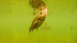 Fishing trout attack fly underwater. Рыбалка форель атакует муху подводная съёмка.