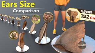 Animal ear size Comparison   smallest ear to larges ears