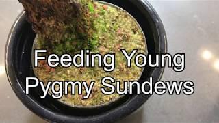 Feeding Small Pygmy Sundews