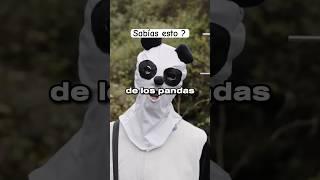 Por qué los cuidadores de los pandas hacen esto ? #shorts