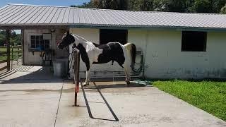 Happy Horse after his first sheath cleaning A big bean removed