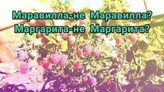 Малина Маравилла