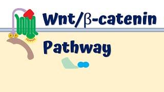 Wntβ-catenin signaling pathway