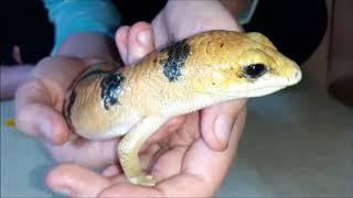 Peters Banded Skink Shedding and Humidity