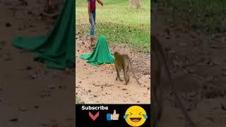 Prank Monkey with Fake Tiger  Try To Stop Laugh 2021 #shorts 