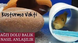 BALIK NASIL KUSTURULUR AĞZI DOLU BALIK NASIL ANLAŞILIR akvaryum balıkları