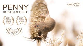 Penny Harvesting Hope  Chester Zoo  Harvest mouse conservation