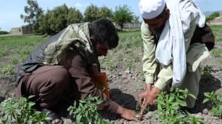 Simple solutions to hunger -- an Afghan village transformed