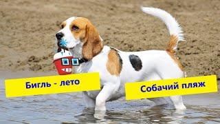  Бигль  Лето - это маленькая жизнь Собачий пляж  the beagles 