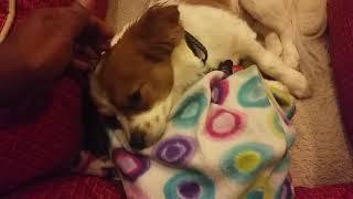 Zeus The Papillon  likes a head rub before going to bed