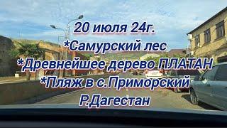 Куда поехать в Дагестане?Самурский лесДревнейшей дерево Платанс.ПриморскийРеальный отзыв