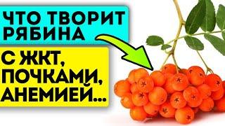 Не собирают потому что не знают это 7+ народных рецептов из рябины для здоровья твоего тела