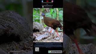 Bulwer’s Pheasant #bird #birds #birdspecies #wildlife #birdsofinstagram #endemicbirds #northborneo