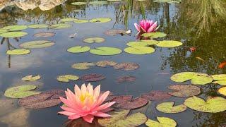 How my fish pond looks after one year.evolutie iazului plantelor si pestilor dupa un an.