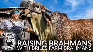 Raising Brahman Cattle with Briles Farm Brahmans Meet My Neighbor