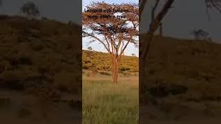 Leopard cub follows mum down a tree #leopard #wildlife #mara #maasaimara #kenya