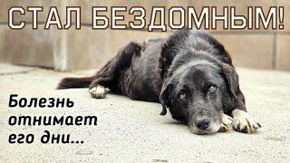 Собаку бросили и ему некуда было идти  Заболел и ждал смерти на улице  help a stray dog