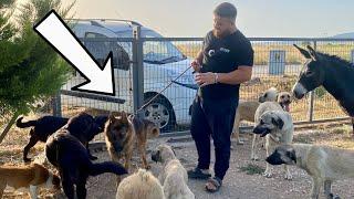 Yeni Köpek ALMAN KURDU GECEYE GÖZ DİKTİ