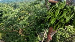 Panjat pokok petai‼️dengan skill 1 Buluh 