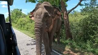 Yala National Park on Safari and meeting an bull elephant