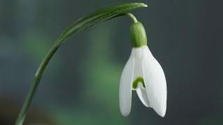 Snowdrops in time-lapse and real time - UHD 4K