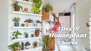 Houseplant Chores - Join Me On My Weekly Routine