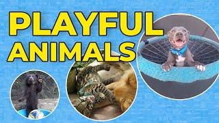 Top 10 Playful Animals