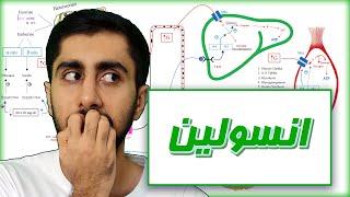 انسولین به زبان ساده، بیوشیمی و متابولیسم انسولین  Insulin biochemistry