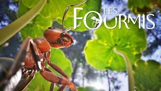 Les Fourmis – Trailer de la date de sortie