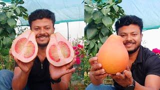 Thai Red pameloথাই লাল বাতাবি।#Viralvideo #Trandingvideo #YouTubeshorts #Shorts #Gardening #Rooftop