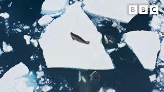 Incredible Orca Hunt  Frozen Planet II  BBC Earth