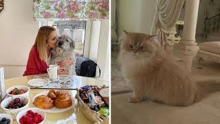 Как выглядит кот за полмиллиона Волочковой и другие питомцы знаменитостей