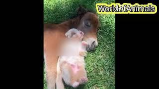 OMG Donkey cross mating with horse funny animals