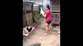 subscribe BUDIDAYA AYAM KAMPUNG  #shorts #ayamjagojangandiadu #beternakayam #budidayaayamkampung