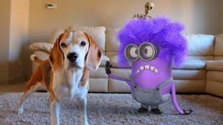 Animations in REAL LIFE vs Funny Dogs   Purple Minion