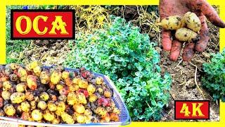 Oca erfolgreich anbauen pflegen ernten  Oka pflanzen  Oca  Oka  Yam  Sauerklee im Garten 