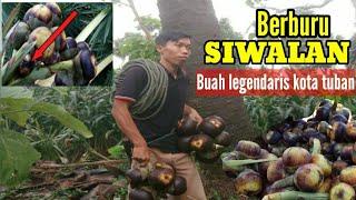 BERBURU SIWALAN BUAH LEGENDARIS DARI KOTA TUBAN