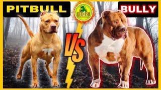 Pitbull vs American Bully - Not The Same